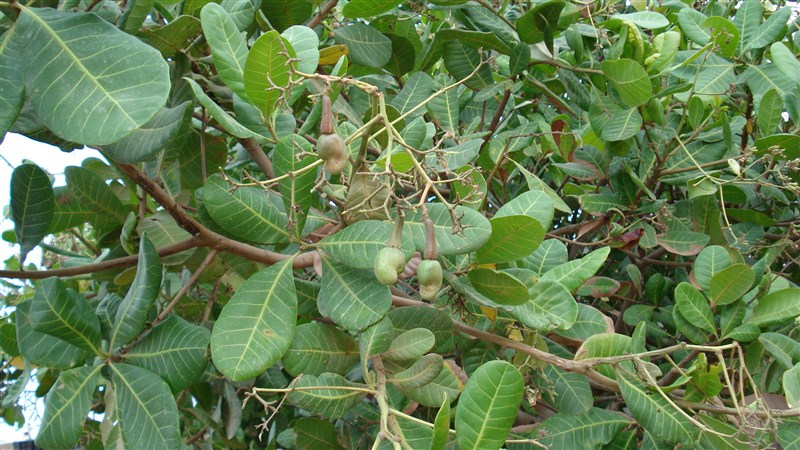Cashews